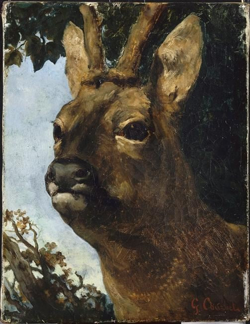 Tête de chevreuil - Gustave Courbet