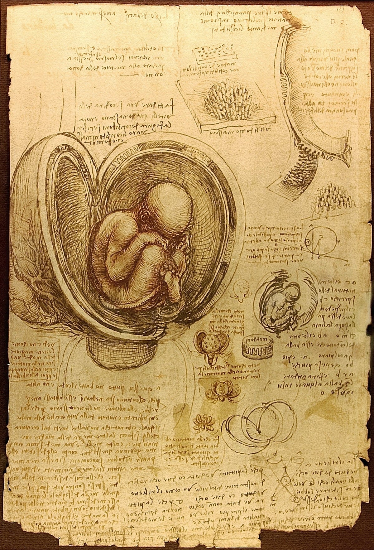 Études du fœtus dans l’utérus par Léonard de Vinci vers 1511