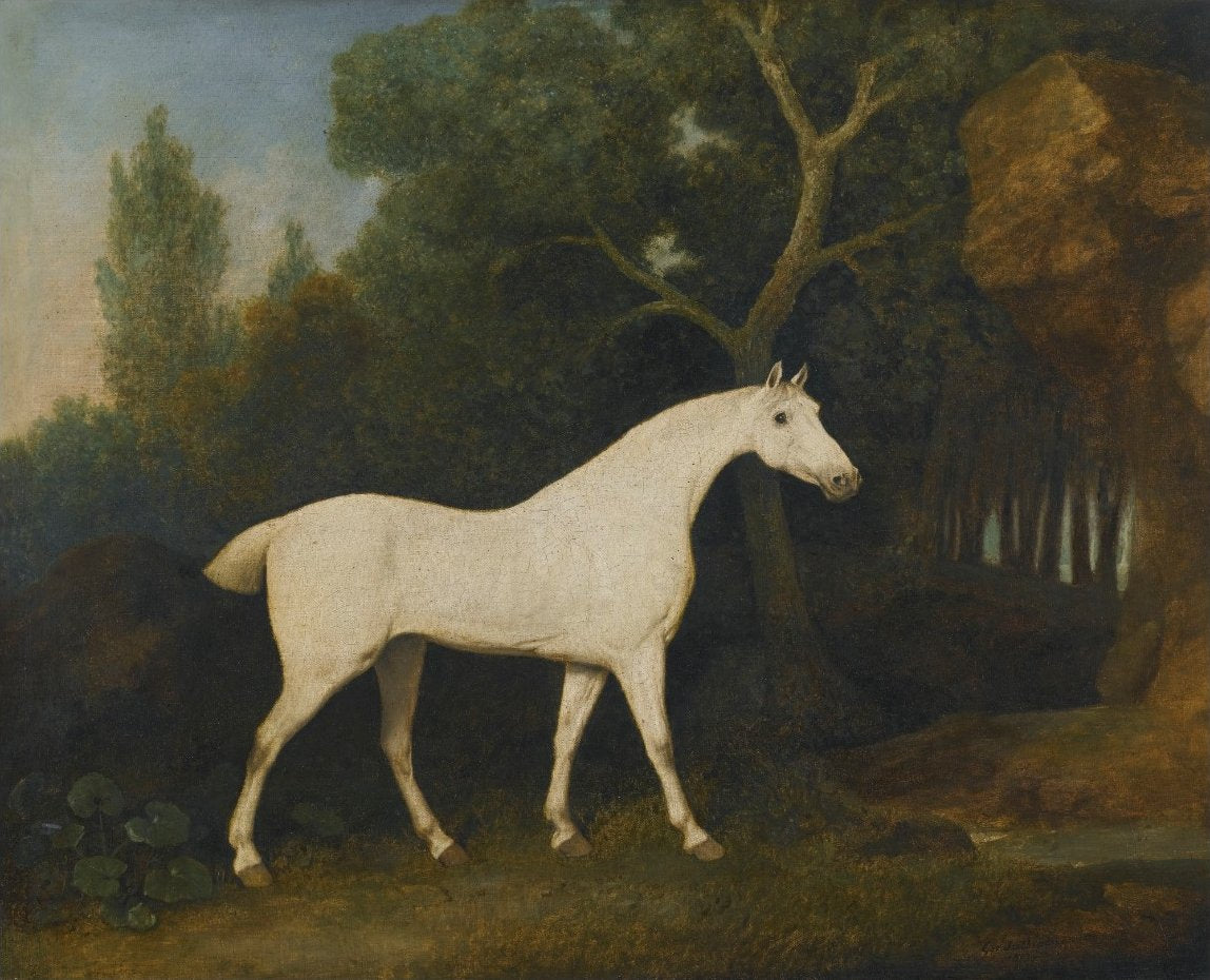 Selim, un chasseur gris dans un enclos - George Stubbs