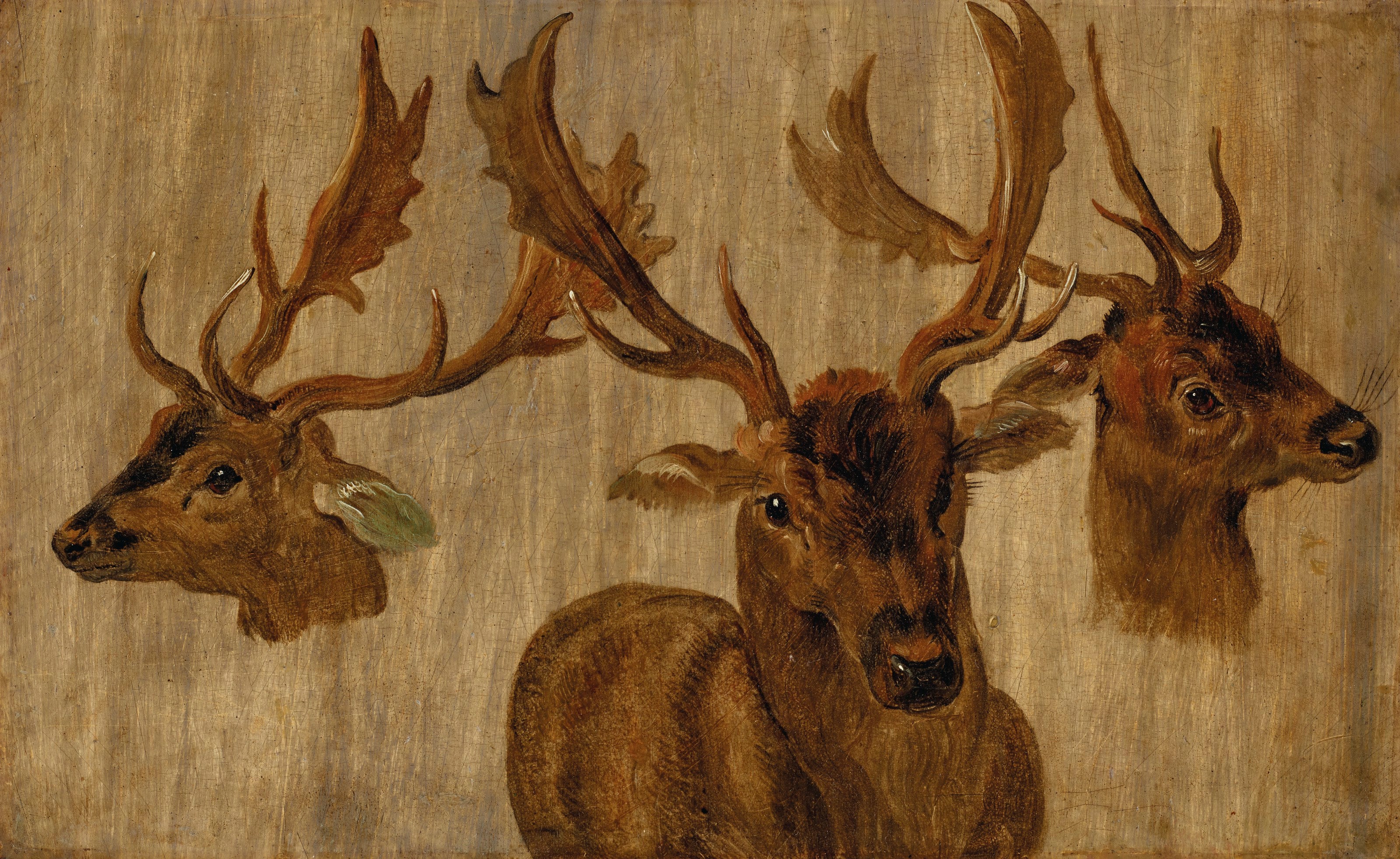 Trois études d'une tête de cerf - Jan Brueghel le Jeune
