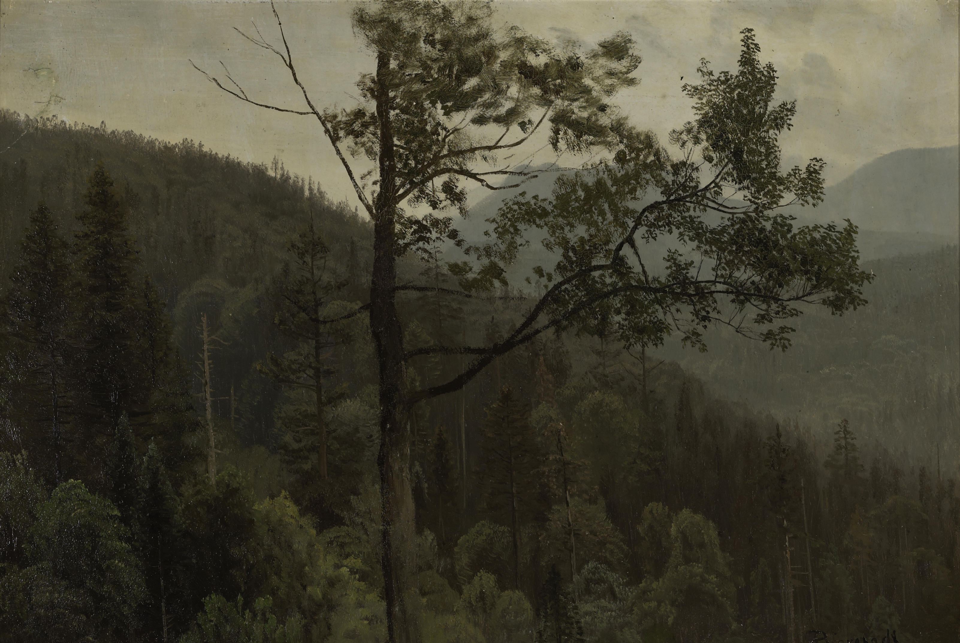 Montagnes couvertes d'arbres - Albert Bierstadt