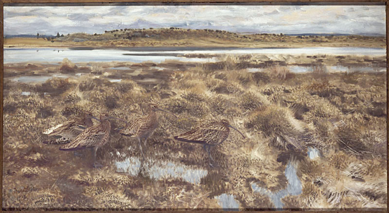 Courlis - Bruno Liljefors