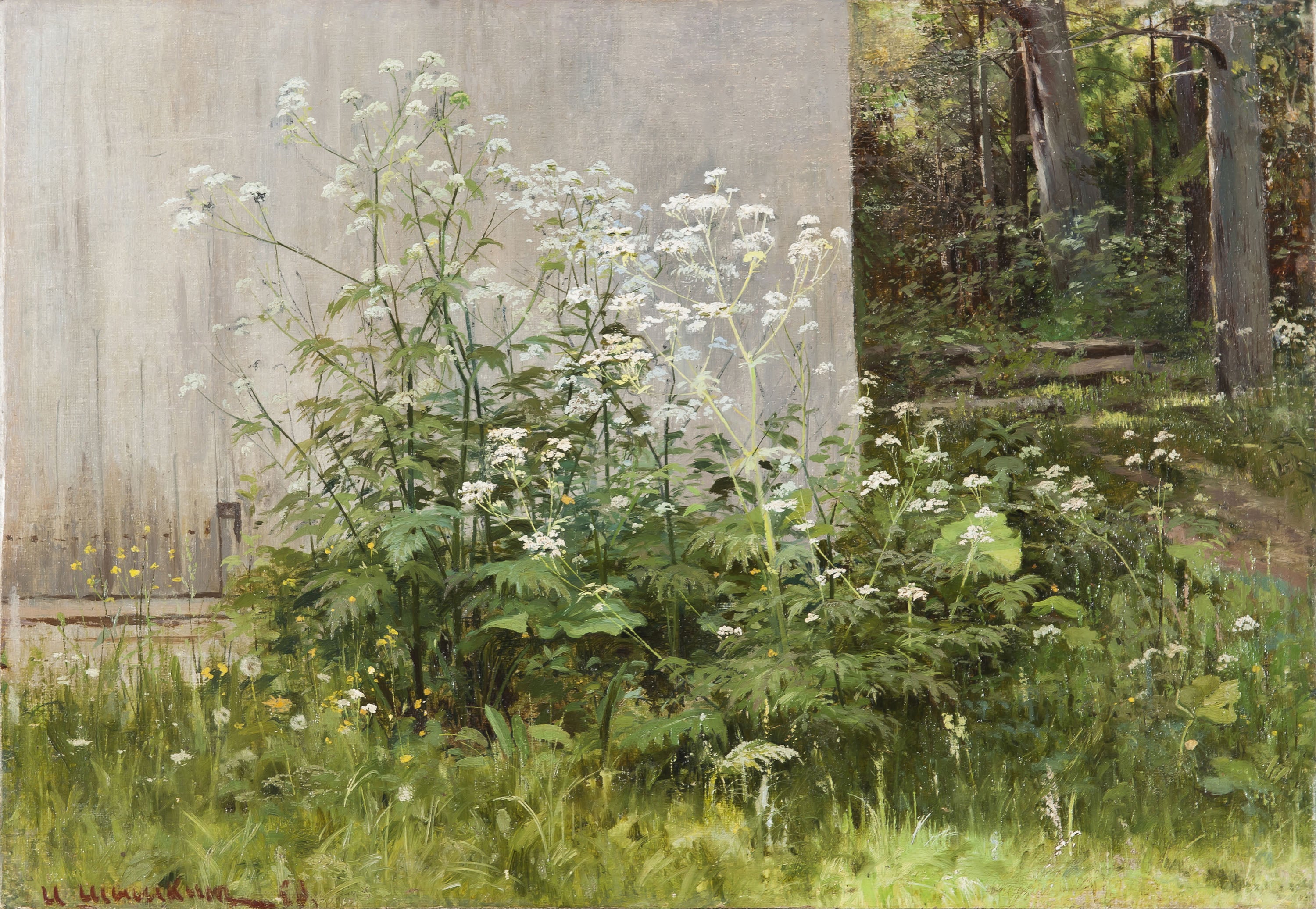 Des fleurs à la clôture - Ivan Chichkine
