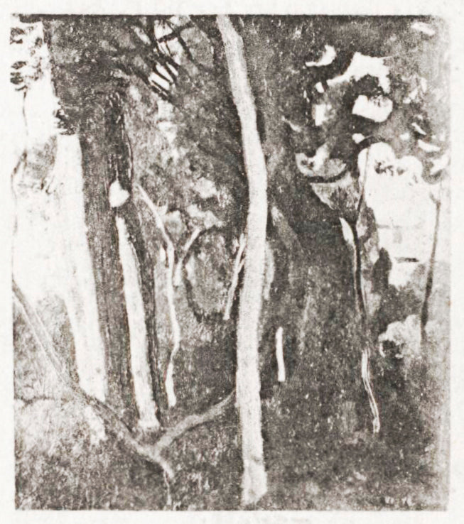 Etudes d'arbres, villa d'Este à Tivoli - Jean-Baptiste Camille Corot