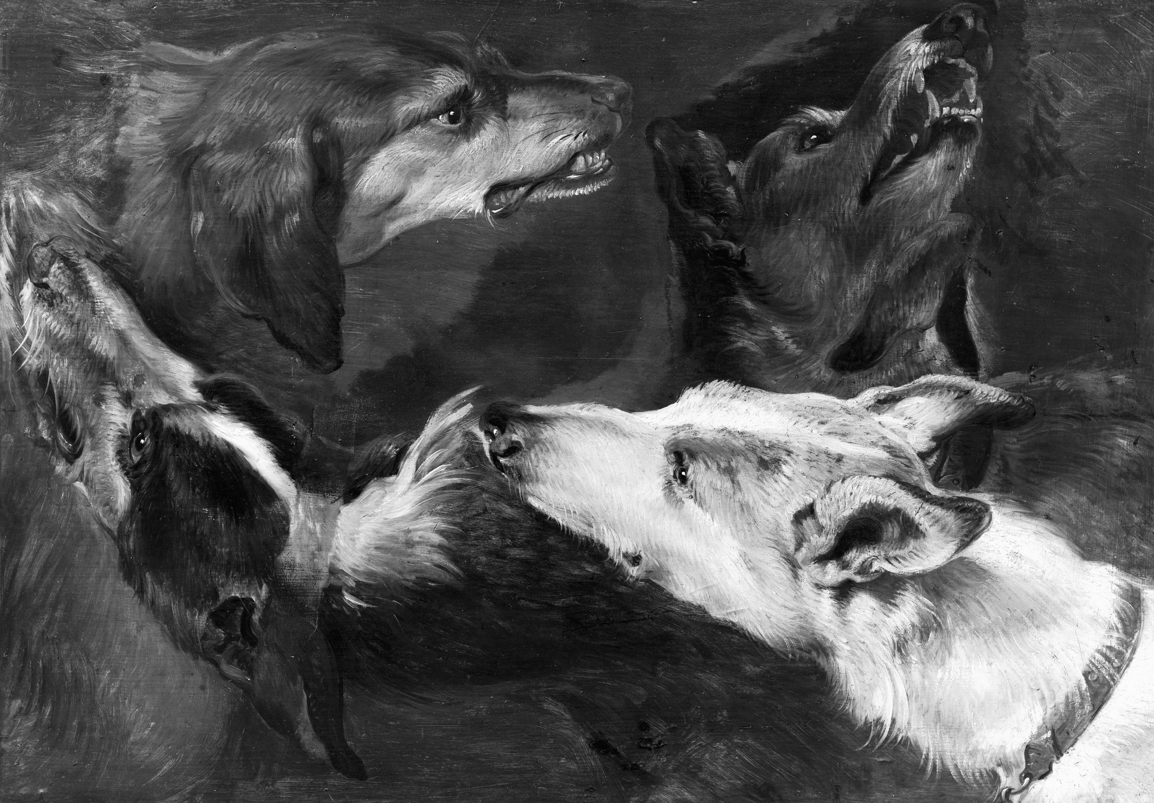 Une étude portant sur quatre chiens - Frans Snyders