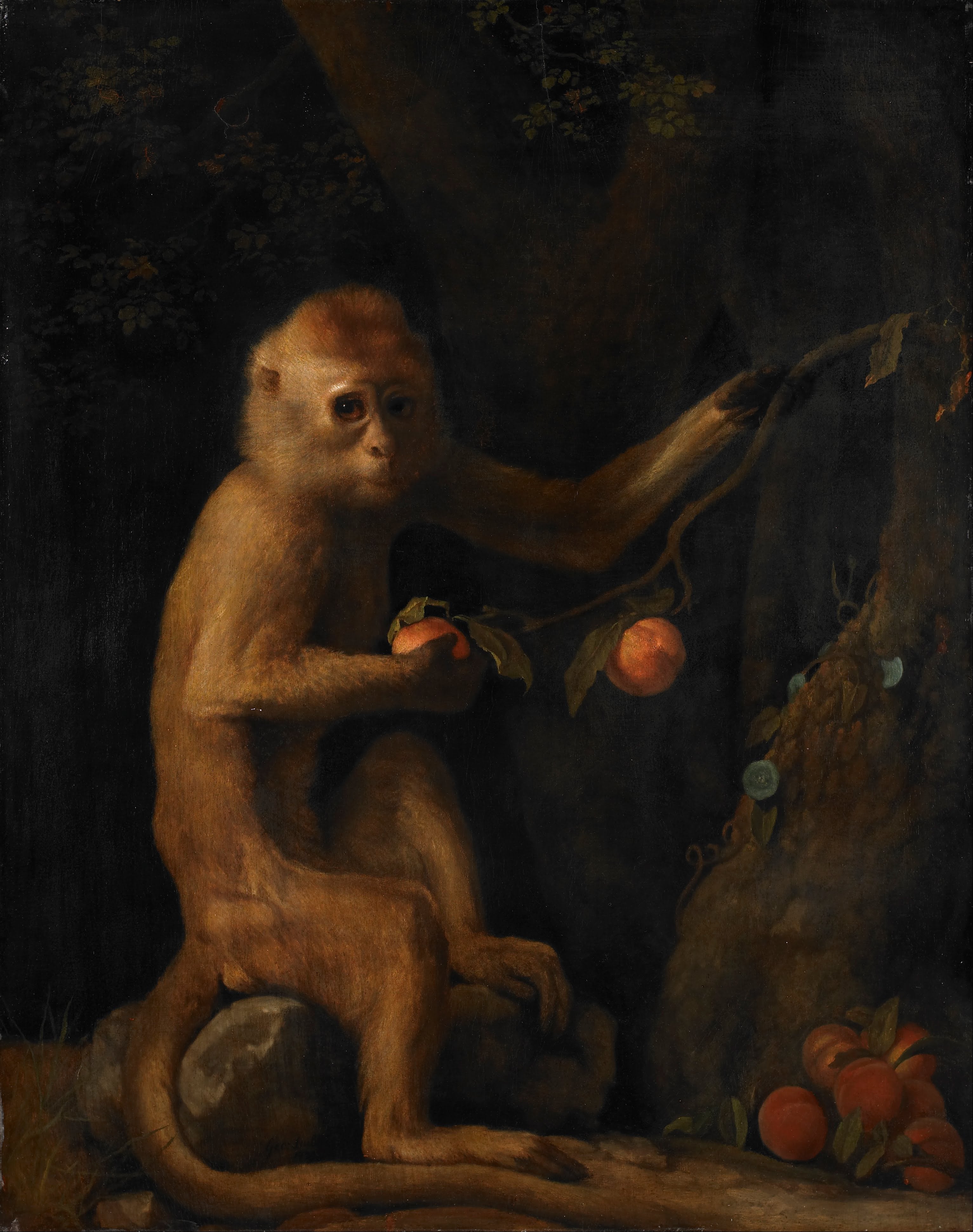 Un singe - George Stubbs