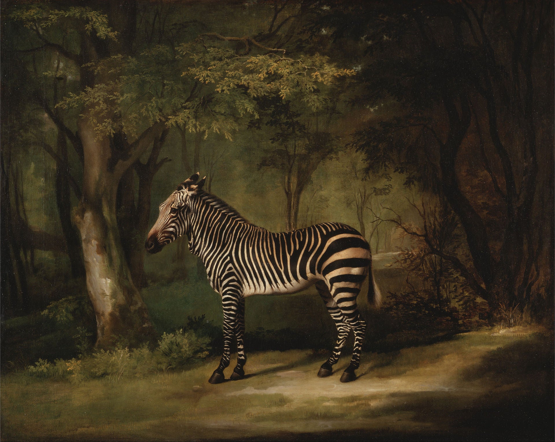 Zèbre - George Stubbs