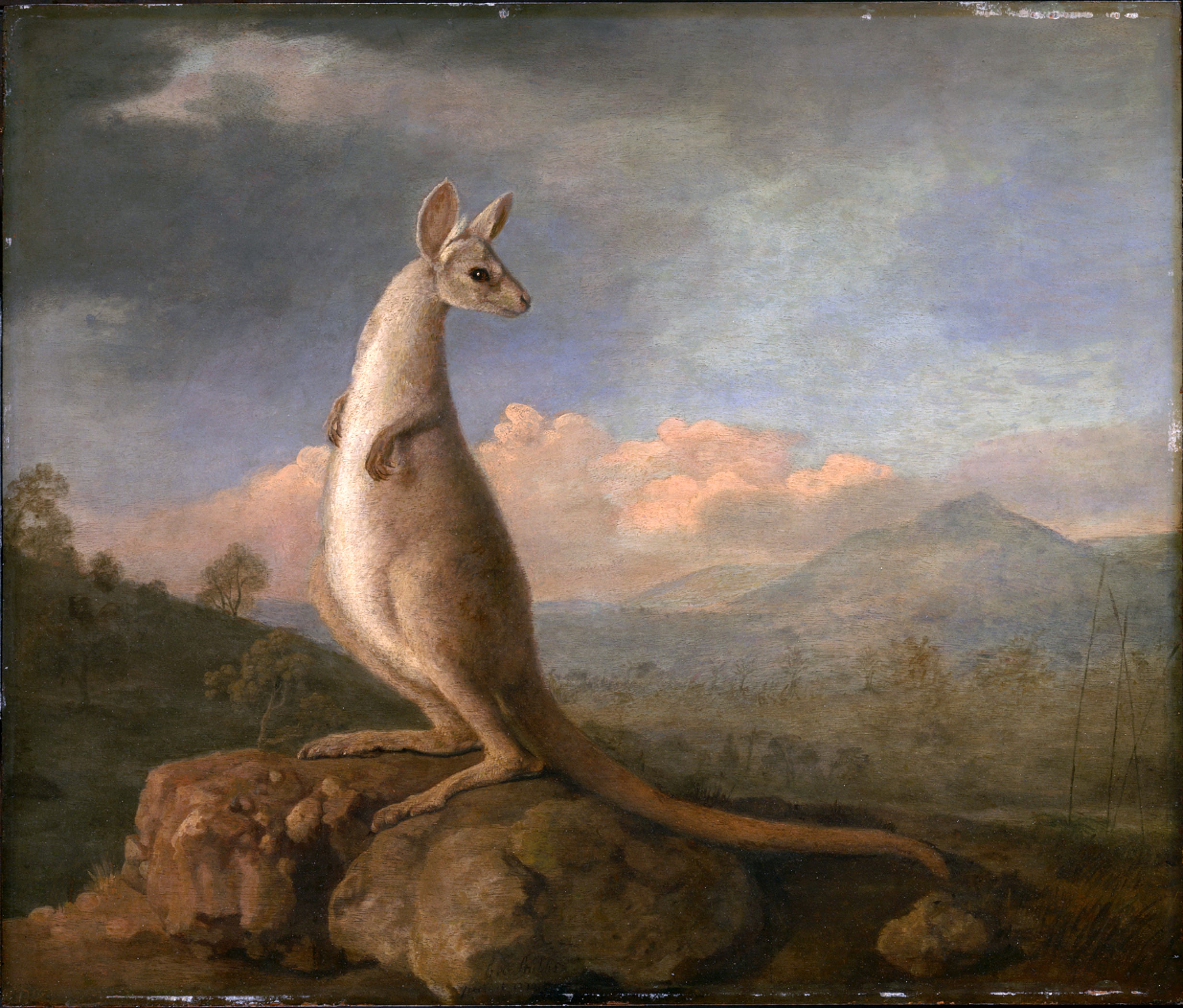 Le Kongouro de New Holland - George Stubbs