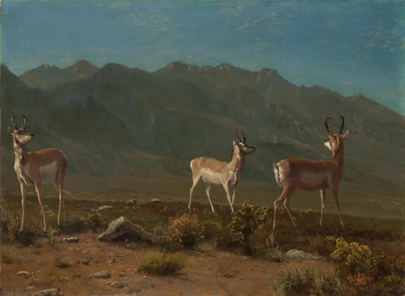 안티로프 (애리조나의 안티로프) - 알버트 비어슈타트

Source:
Antilope (Antilope de l'Arizona) - Albert Bierstadt