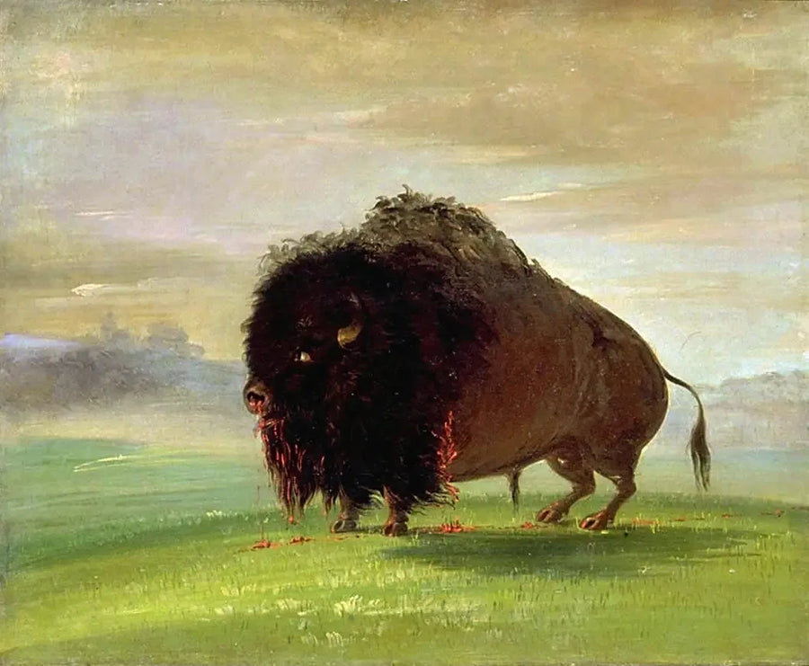 부상당한 버팔로, 초원에 피를 흘리다 - 조지 캐틀린

Source:
Bison blessé, répandant son sang sur les prairies - George Catlin
