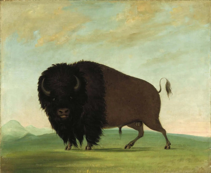 초원에서 풀을 뜯는 수컷 버팔로 - 조지 캐틀린

Source:
Buffle mâle broutant dans la prairie - George Catlin