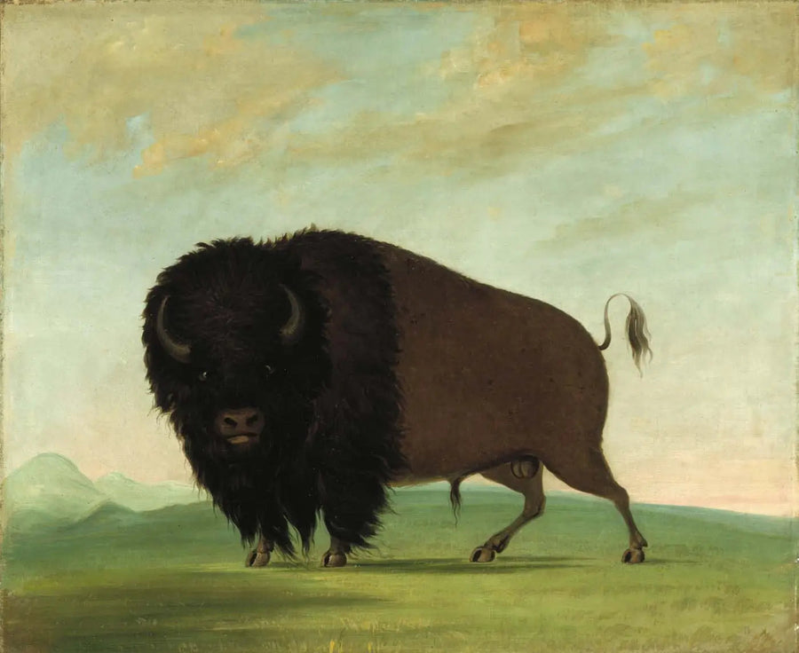 초원에서 풀을 뜯는 수컷 버팔로 - 조지 캐틀린

Source:
Buffle mâle broutant dans la prairie - George Catlin