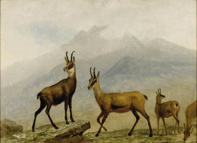 샤무아 - 알버트 비어슈타트

Source:
Chamois - Albert Bierstadt