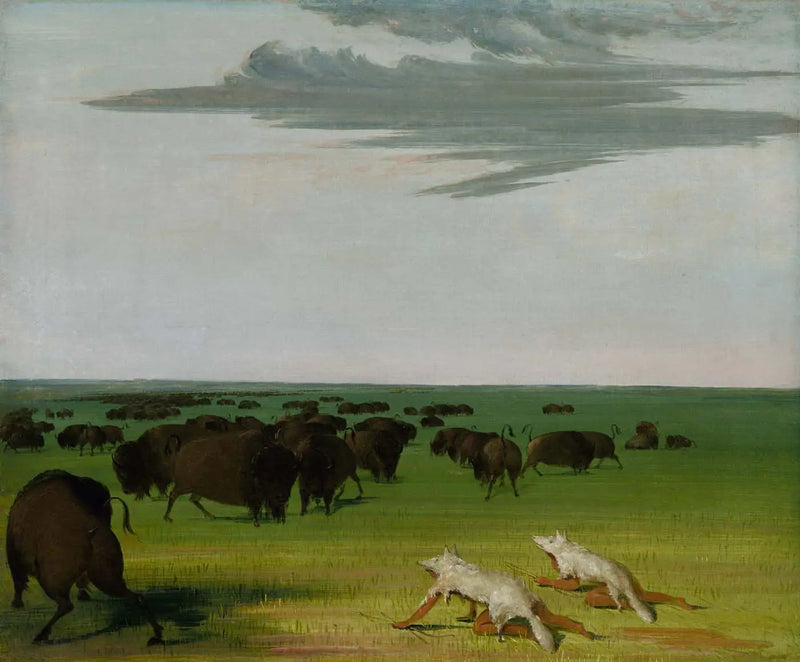 늑대 가면 아래의 들소 사냥 - 조지 캐틀린

Source:
Chasse au bison sous le masque de peau de loup - George Catlin