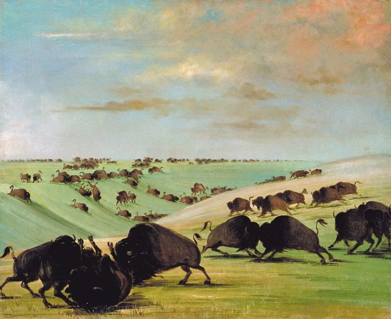 경마 시즌 동안 버팔로 투우 경기, 하이 미주리 - 조지 캐틀린

Source:
Combats de taureaux de buffle pendant la saison de course, Haut-Missouri - George Catlin