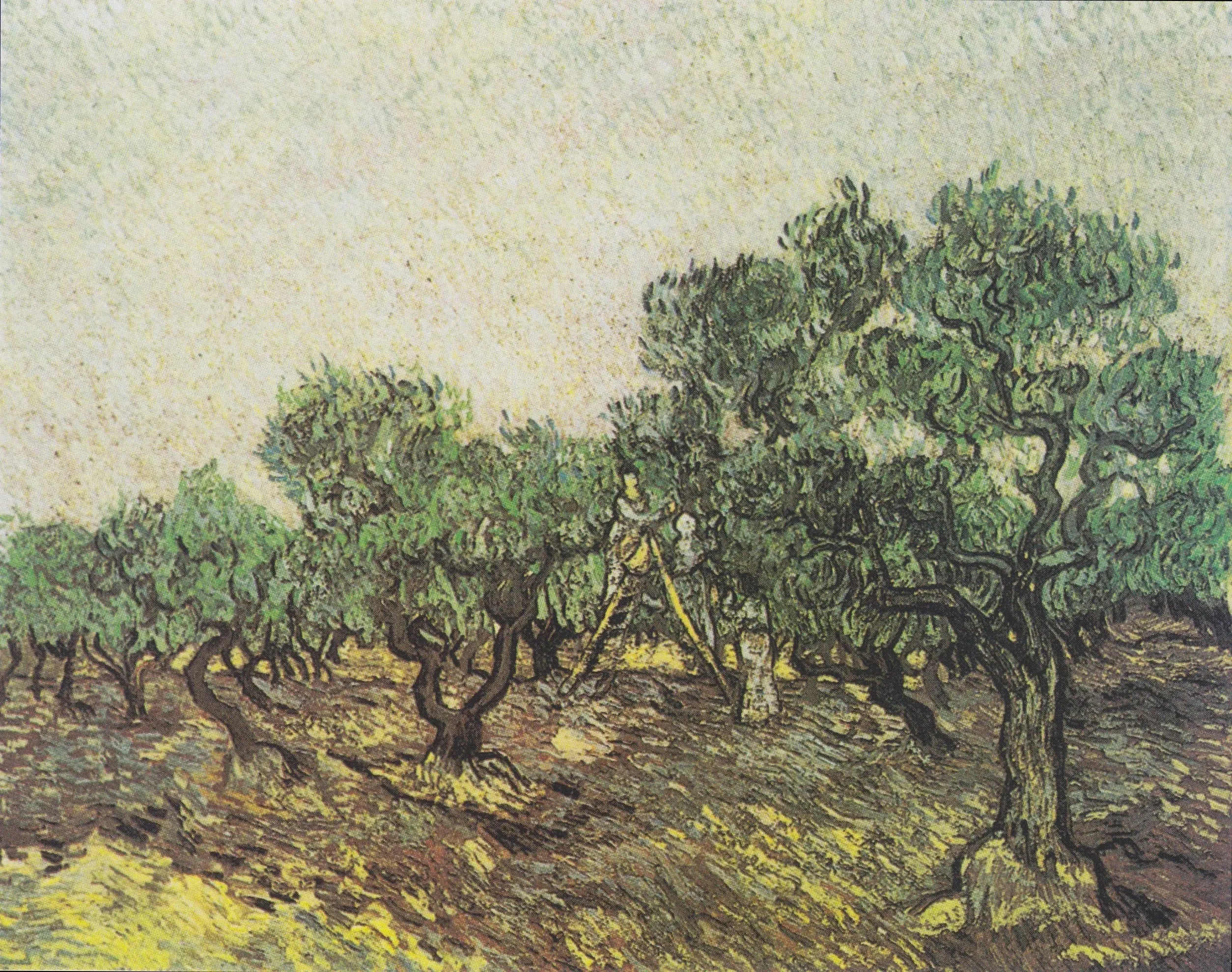 Cueillette des olives - Vincent van Gogh image 1 reproduction de peinture à l’huile