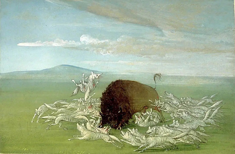 백색 늑대들이 수컷 들소를 공격하다 - 조지 캐틀린

Source:
Des loups blancs attaquent un bison mâle - George Catlin