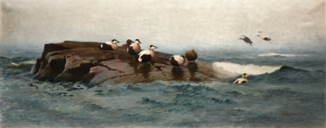 Eiders sur l'îlot - Bruno Liljefors image 1 reproduction d’œuvre d’art à l’huile