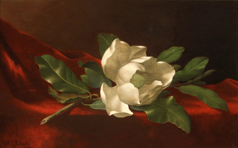 목련 - 마틴 존슨 헤이드

Source:
Magnolia - Martin Johnson Heade
