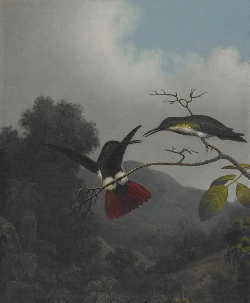 검은 목구멍 망고 - 마틴 존슨 헤이드

Source:
Mangue à gorge noire - Martin Johnson Heade