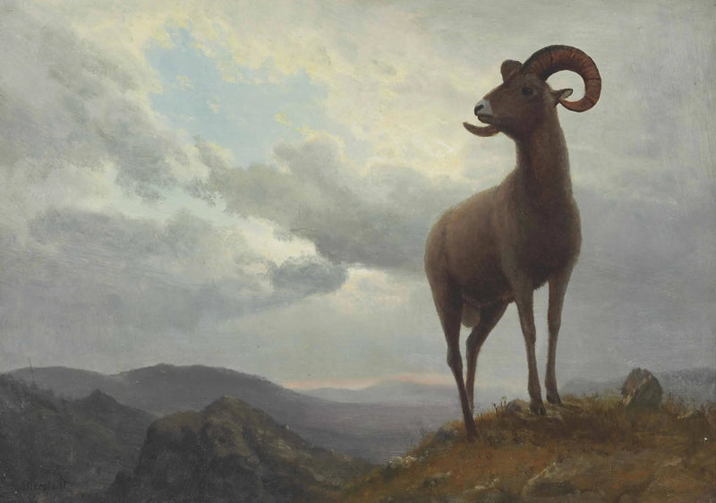 긴 뿔 양 - 알버트 비어슈타트

Source:
Mouton à longues cornes - Albert Bierstadt