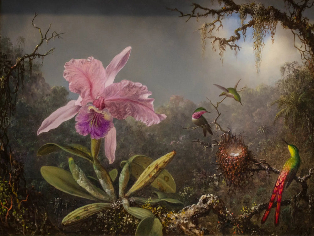 Orchidée Cattleya et trois colibris - Martin Johnson Heade image 1 tableau peint à l’huile sur toile