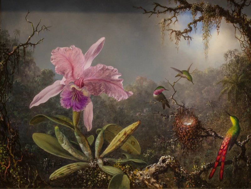 오키드 Cattleya와 세 마리의 벌새 - 마틴 존슨 헤이드

Source:
Orchidée Cattleya et trois colibris - Martin Johnson Heade