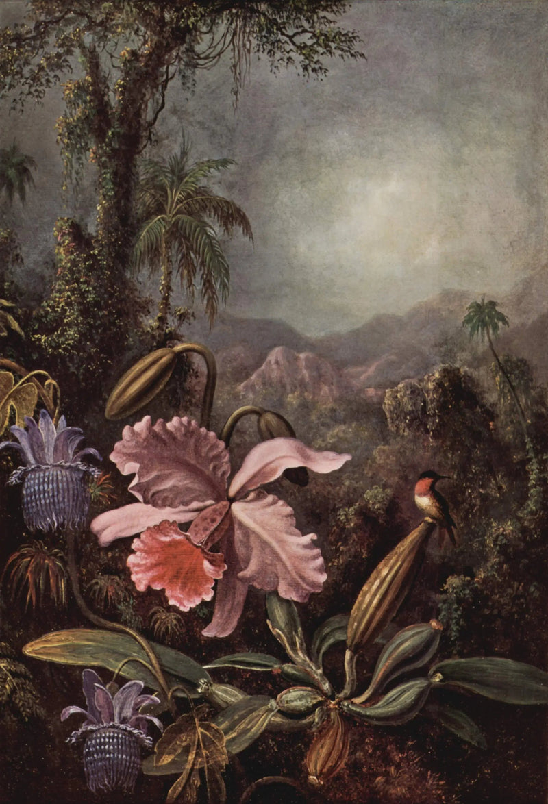 난초, 패시플로어, 그리고 콜리브리 - 마틴 존슨 헤이드

Source:
Orchidées, passiflores et colibris - Martin Johnson Heade