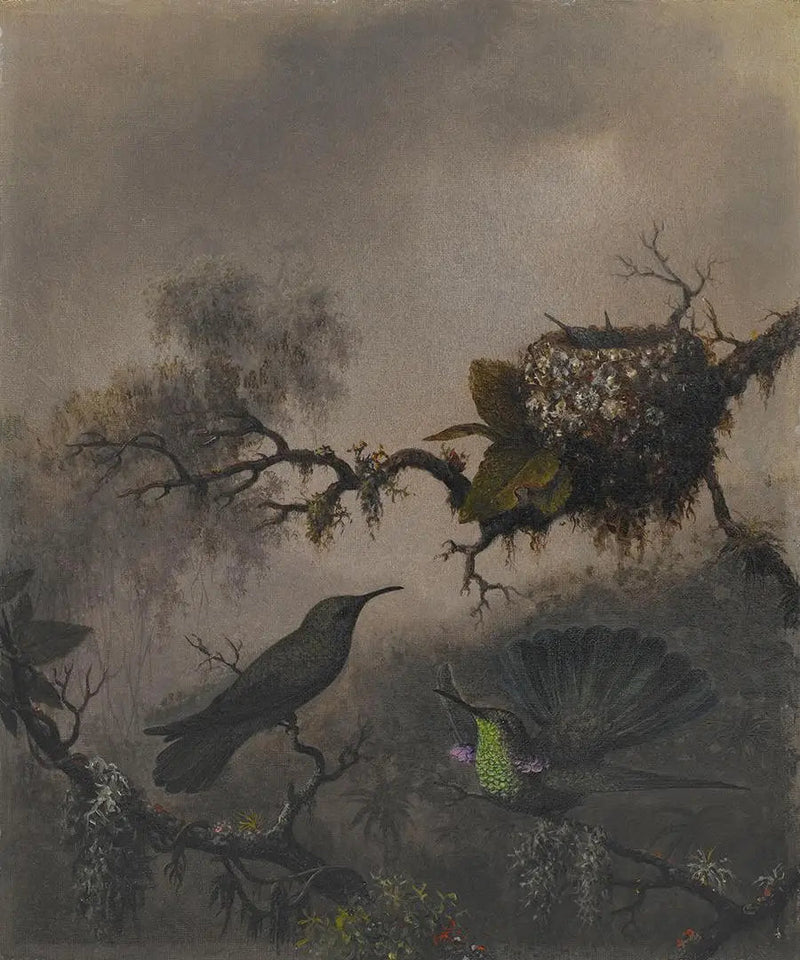 보라색 귀와 흰 배를 가진 귀 - 마틴 존슨 헤이드

Source:
Oreille violette à ventre blanc - Martin Johnson Heade