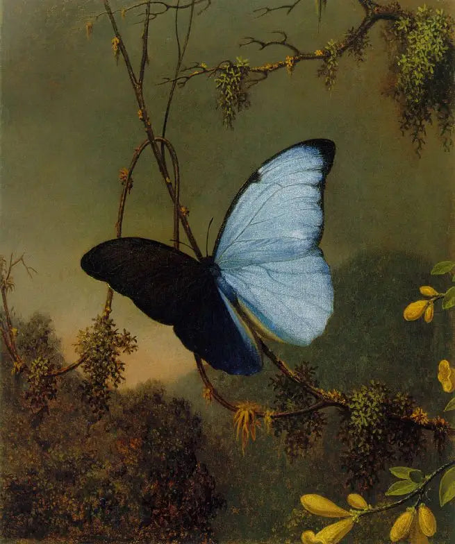 나비 모포 푸른색 - 마틴 존슨 헤이드

Source:
Papillon Morpho bleu - Martin Johnson Heade