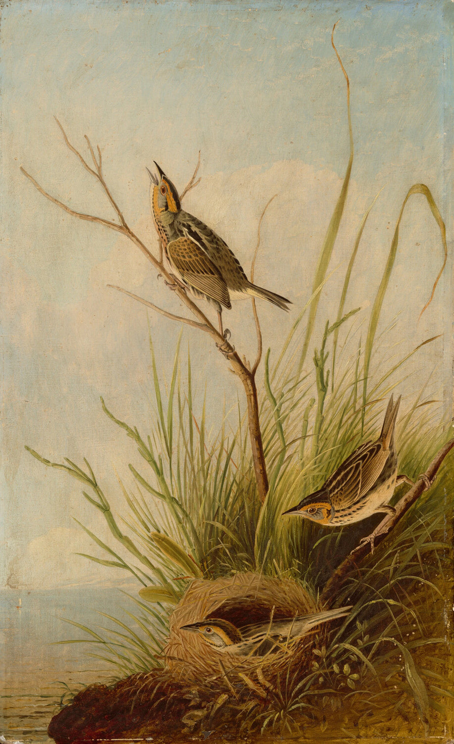 Pinson à queue fine - Joseph Bartholomew Kidd