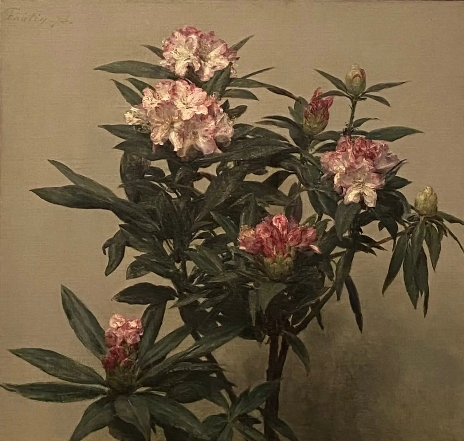 Rhododendrons - Henri Fantin-Latour image 1 reproduction réalisée par Alpha Reproduction