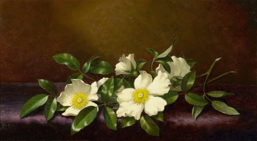 보라색 천 위의 로즈 체로키 - 마틴 존슨 헤이드

Source:
Roses Cherokee sur un tissu violet - Martin Johnson Heade