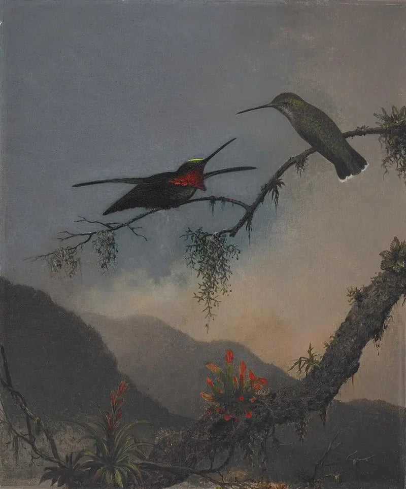 가슴에 줄무늬가 있는 스타스롭 - 마틴 존슨 헤이드

Source:
Starthroat à poitrine rayée - Martin Johnson Heade