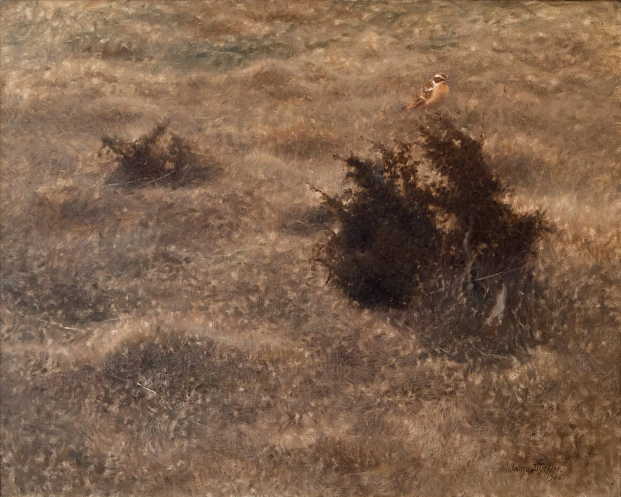 Traquet des prés - Bruno Liljefors