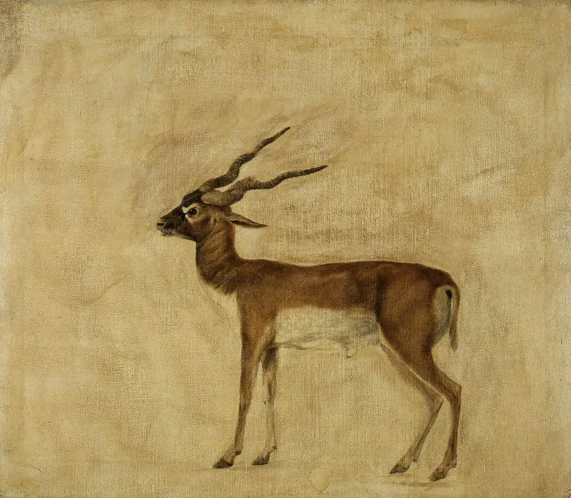 한 마리의 사슴뿔영양 - 조지 스텁스

Source:
Un antilope cervicapre - George Stubbs