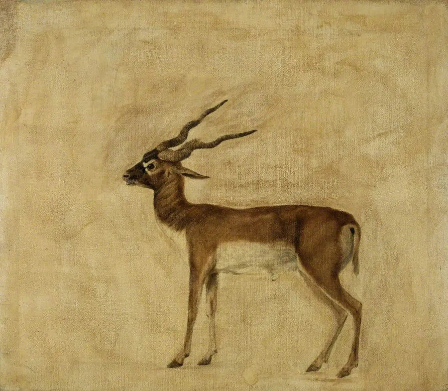 한 마리의 사슴뿔영양 - 조지 스텁스

Source:
Un antilope cervicapre - George Stubbs