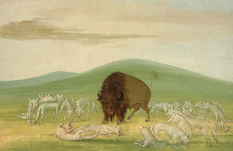 상처 입은 바이슨이 흰 늑대들에 둘러싸여 있음 - 조지 캐틀린

Source:
Un bison blessé entouré de loups blancs - George Catlin