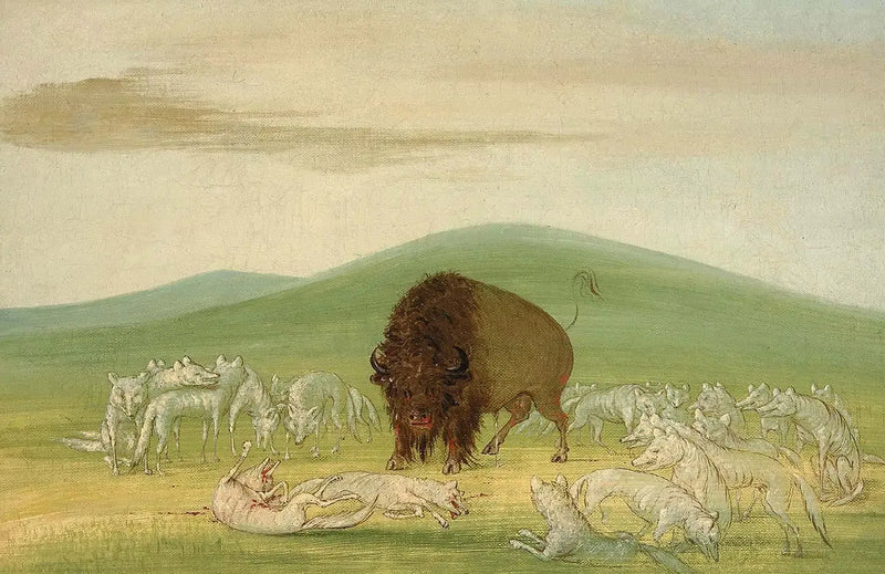 상처 입은 바이슨이 흰 늑대들에 둘러싸여 있음 - 조지 캐틀린

Source:
Un bison blessé entouré de loups blancs - George Catlin