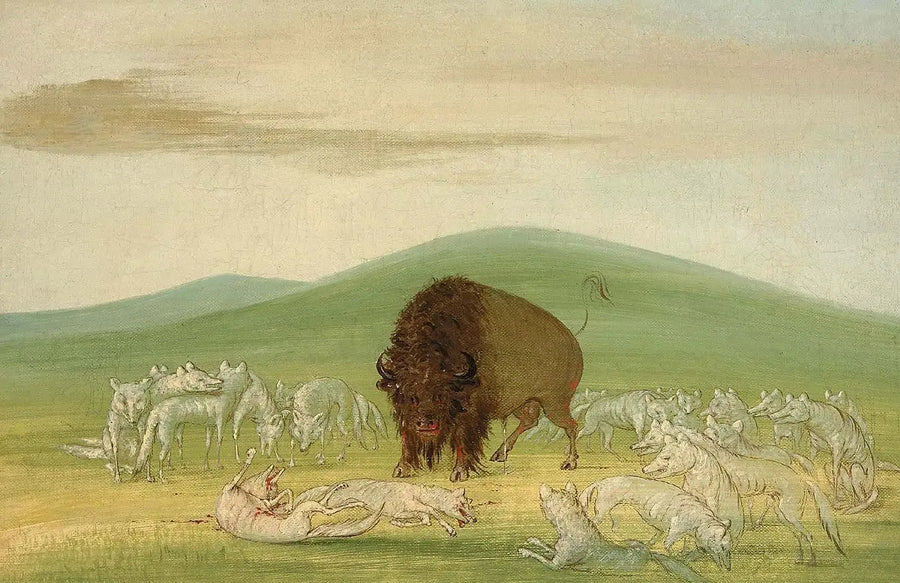 상처 입은 바이슨이 흰 늑대들에 둘러싸여 있음 - 조지 캐틀린

Source:
Un bison blessé entouré de loups blancs - George Catlin