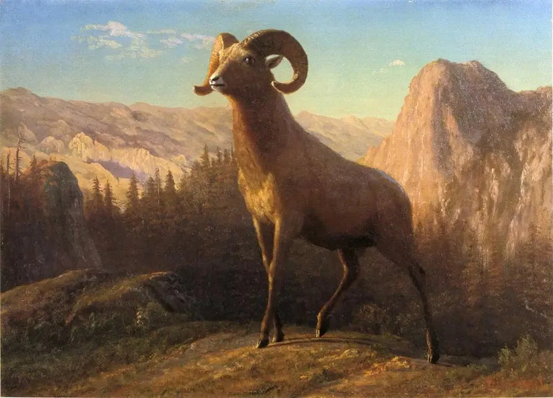 로키 산맥의 양, Ovis, 몬태나 - 알버트 비어슈타트

Source:
Un mouton des montagnes Rocheuses, Ovis, Montana - Albert Bierstadt