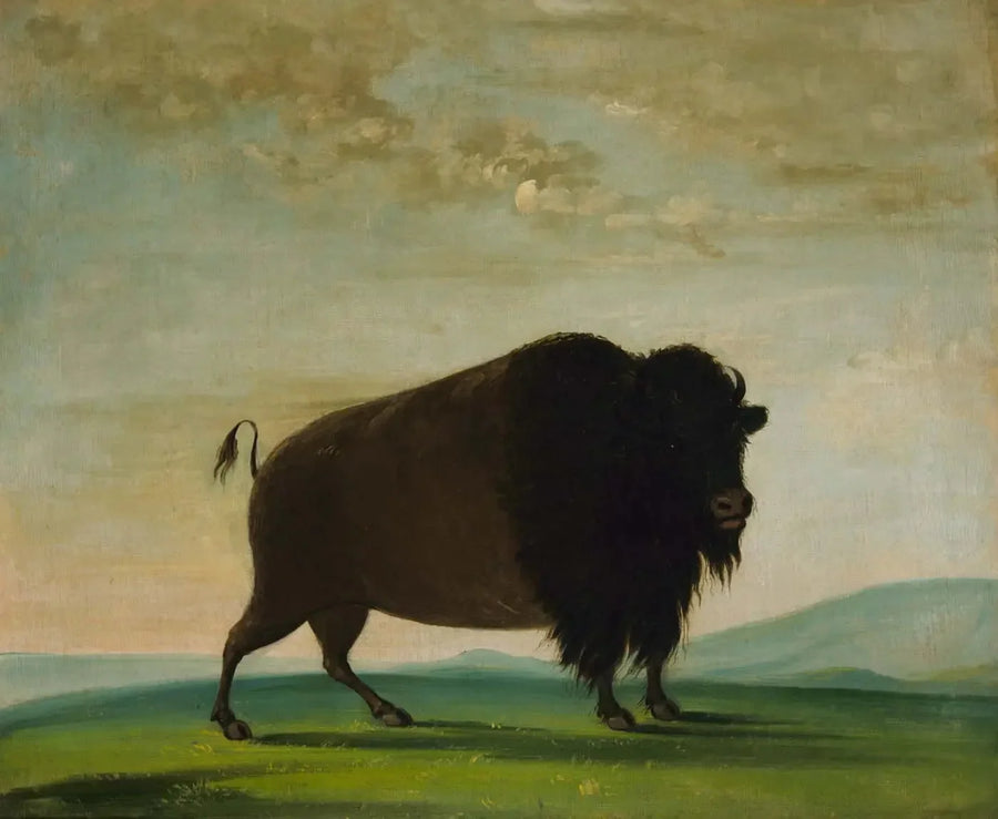 초원에서 풀을 뜯는 소와 버팔로 - 조지 캐틀린

Source:
Vache bison broutant dans la prairie - George Catlin